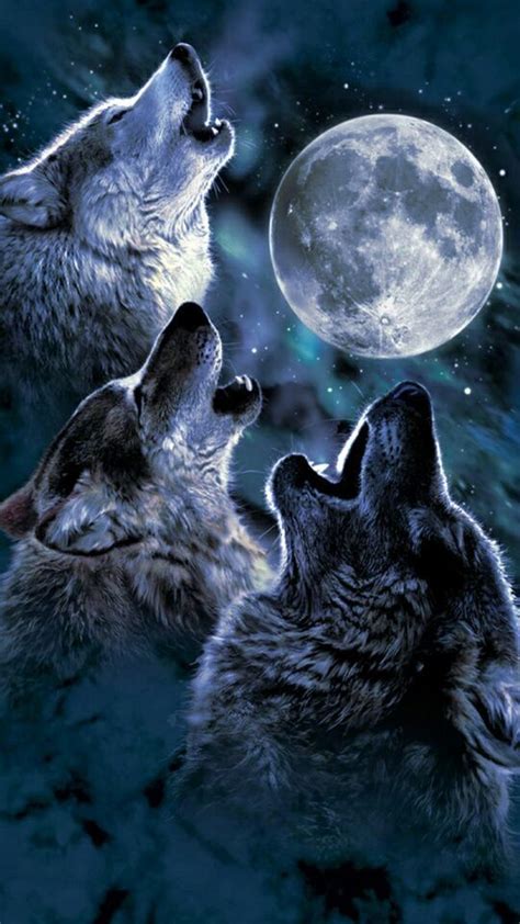 Alpha And Omega Wolf Levi X Reader Why Wolf Wallpaper Beautiful