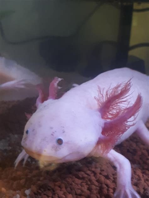 Should I Get A Second Axolotl 40breeder Heavily Filtered Lots Of Ghost