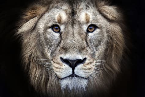 Ultra HD Lions Wallpapers - Top Free Ultra HD Lions Backgrounds