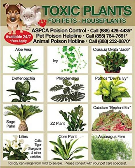 Pin By Dar Ann On Healthy Pets Toxic Plants For Cats Plants Cat Plants