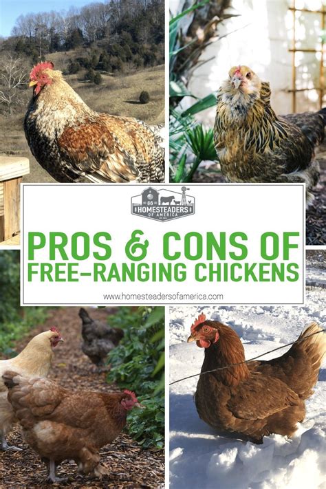 Free Ranging Chickens In The Backyard Artofit