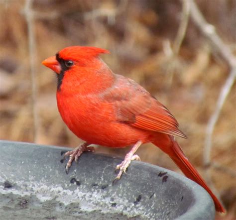 Cardinal Backyard Birds Cary Nc 0831 Bobistraveling Flickr