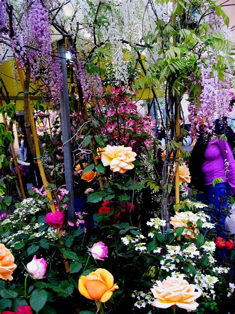 Order flowers online from interflora. Visiting a flower market in Lucca, Italy. # ...