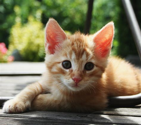 2k Free Download Orange Tabby Adorable Animal Baby Cat Kawaii