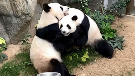 A Zoo Has Been Trying To Get Two Pandas To Mate For 10 Years When