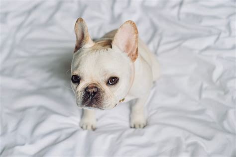 What The Frenchie French Bulldog Lovers Only Blog Merch For