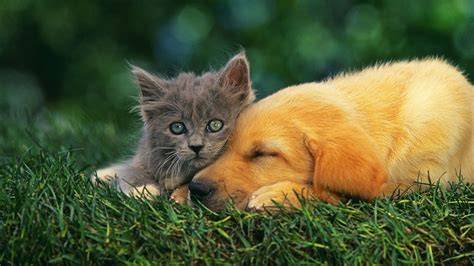 Cat And Dog Wallpaper 56 Images