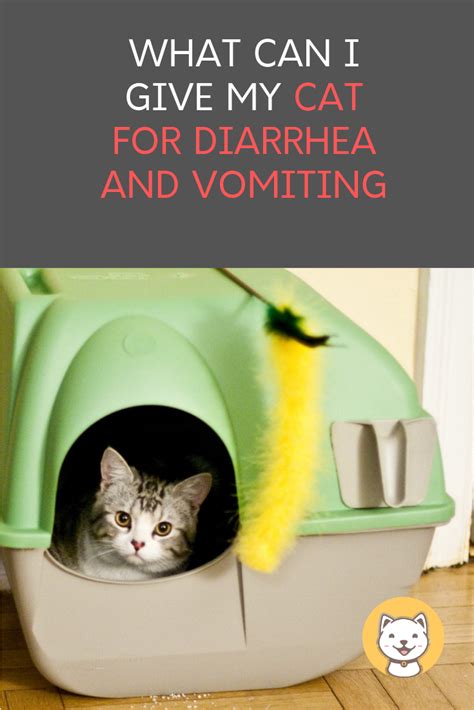 What Can I Give My Cat For Diarrhea World Of Cats Care And Jobs