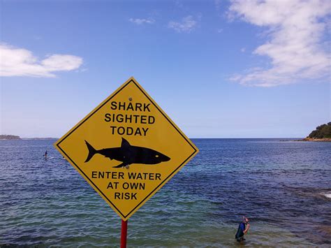 We did not find results for: How Dangerous Are The Animals In Australia? The Truth ...