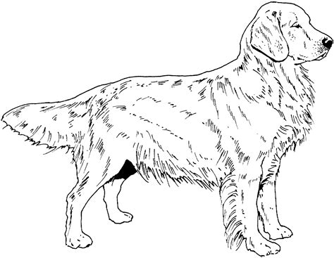 Golden retriever puppies coloring pages. Dog Breed Coloring Pages Find beautiful coloring pages at ...