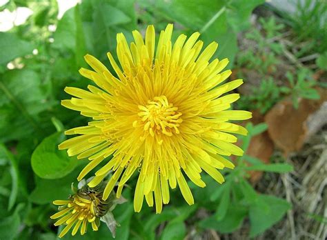 Weeds are plants whose virtues are yet to be uncovered. Identify common weeds / RHS Gardening