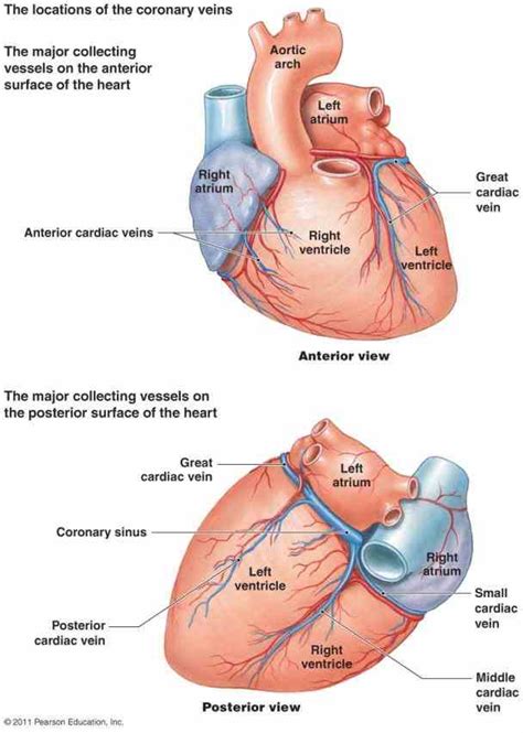Maybe you would like to learn more about one of these? Arteries Of Heart With Diagram | MedicineBTG.com