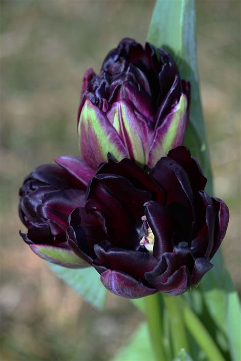 Purple is also a favourite colour of children and purple flowers by botanical name and common name: Deep rich purple tulips | Dark purple flowers, Purple ...