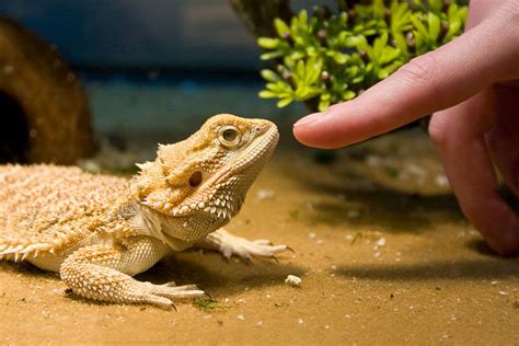 Tips For Keeping Your Reptile Pet Happy The Pet Town