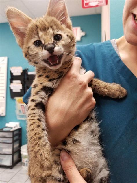 The serval (leptailurus serval) is a wild cat native to africa. Baby serval cat that came in today : VetTech
