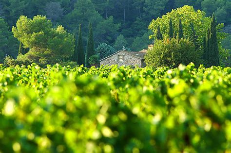 Les Routes Des Vins En France La Route Des Vins De Provence