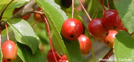 In the fall, bright red berries appear at the point where the leaves meet the branches. Eating Fruit from Ornamental Trees (ornamentalsfruit ...