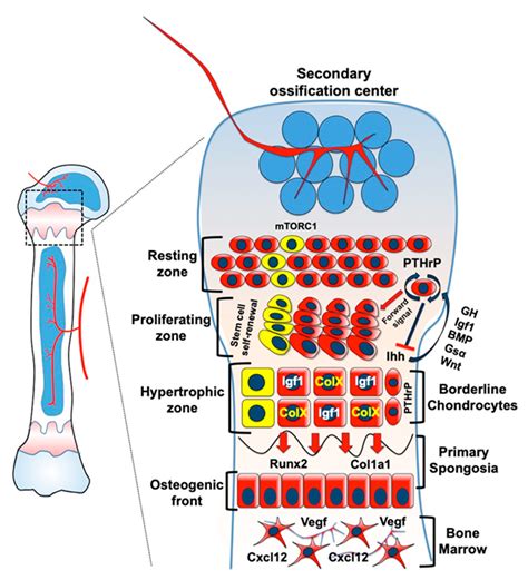 ijms free fulltext cell death in chondrocytes