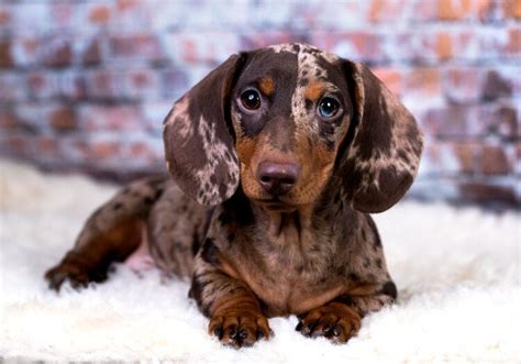What does a dapple dachshund look like? Red Dapple Dachshund Dog Breed | Info, Pictures, Traits ...