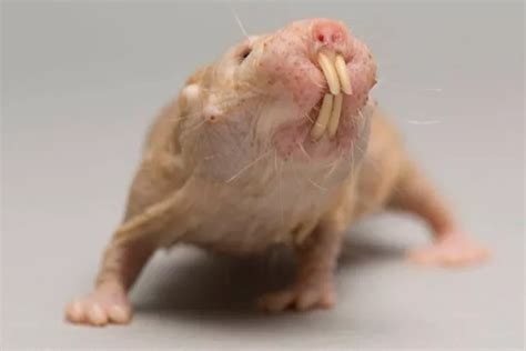 Worlds Ugliest Animals Need Saving From Extinction Too Just Check