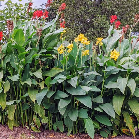 How To Bring In Canna Lillies