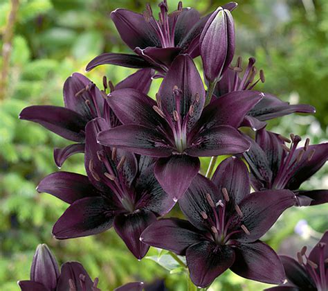 Here are six common types of lilies and beautiful flower pictures blog: List of 50+ Different Types of Lilies With Pictures