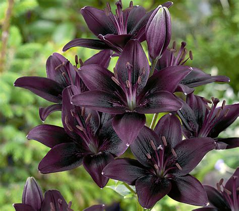 Here are six common types of lilies and the. List of 50+ Different Types of Lilies With Pictures