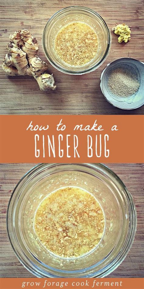 How To Make A Ginger Bug Recipe Fermentation Recipes Ginger Beer