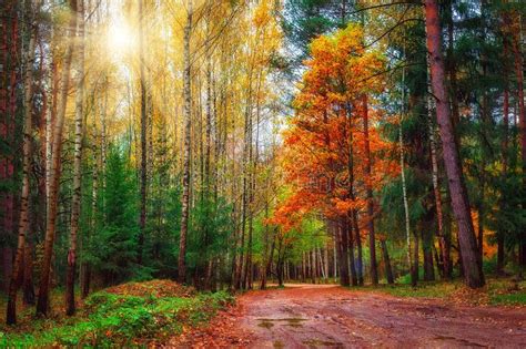 Colorful Landscape Of Mixed Forest In Sunny Autumn Day Stock Photo