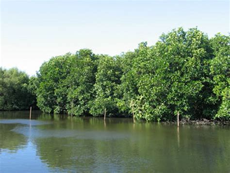 Inilah Perbedaan Antara Mangrove Dengan Hutan Bakau yang perlu anda