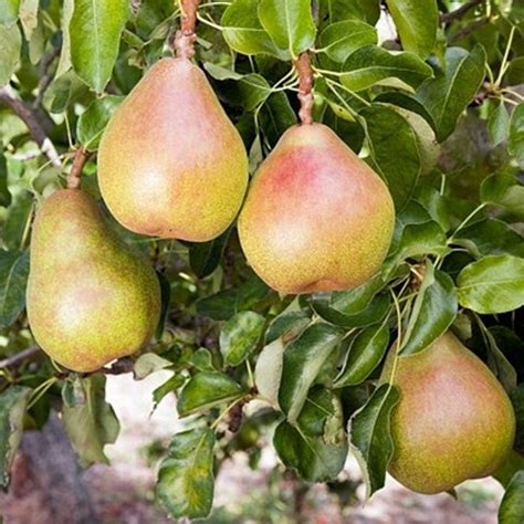 Some trees, however, are bred as ornamentals and produce fruit more as an afterthought. Doyenne Du Comice Pear Tree | Buy Delicious Eating Pear Trees
