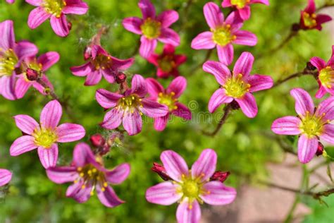 Blooming Spring Moss Stock Image Image Of Flowers Leisure 66395131