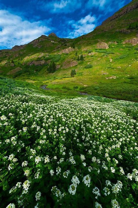 Wildflowers In Bloom In The San Juan Mountains Colorado Usa San