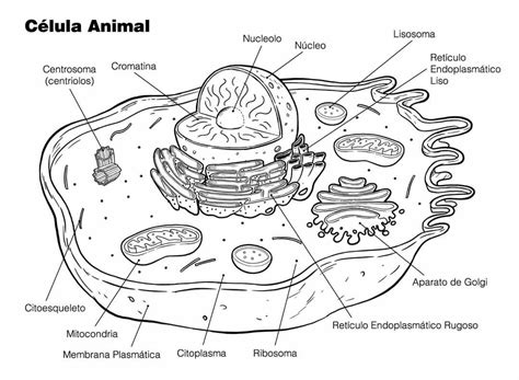 Imagenes De Celulas Eucariotas Para Colorear
