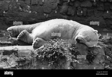 Polar Bear Sleeping At The Moscow Zoo Stock Photo Alamy