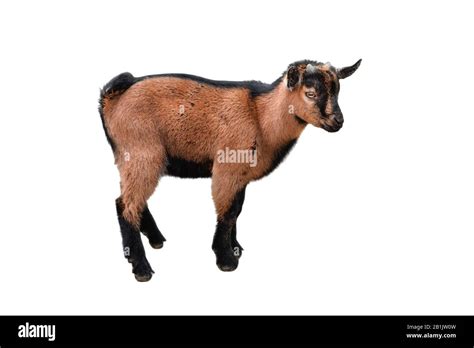 Brown Kid Goat Standing Full Length Isolated On White Funny Female