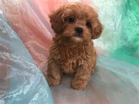 The site showcases the shih tzu with champion shih tzu puppies, shih tzu show dogs, companion shih tzu or pet shih tzu. Shih Tzu Poodle Breeders, Iowa, Illinois, Minnesota, Puppies Ready!
