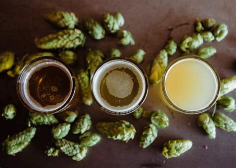 What Are Hops A Guide To Adding Hops To Your Beer Wine Making And