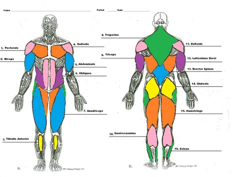 Muscle Man Diagram