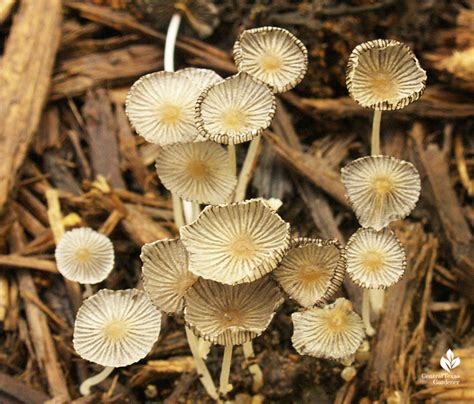 What Are Mushrooms Post Freeze Update Central Texas Gardener