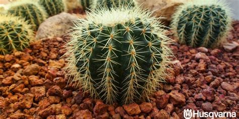 Es una especie fácilmente reconocible por sus costillas bien marcadas, sin tubérculos, finas y onduladas, con su espina central curva y en forma de. Todo sobre los cactus: Características y variedades más ...