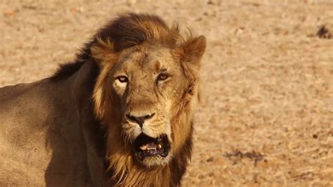Lion Roar Lion Sound Lion Sound Effect Lion King Roar Lion King