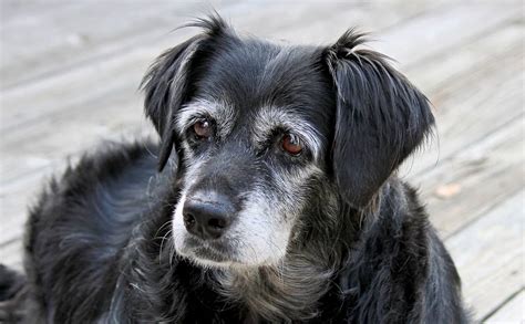 5 Things You Might Find Surprising About Senior Dogs K9 Carts
