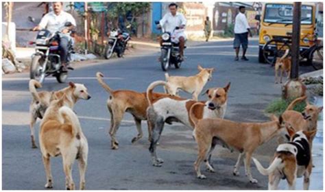 Kerala Stray Dog Menace 21 People Dead Due To Rabies Brutal Visuals Of