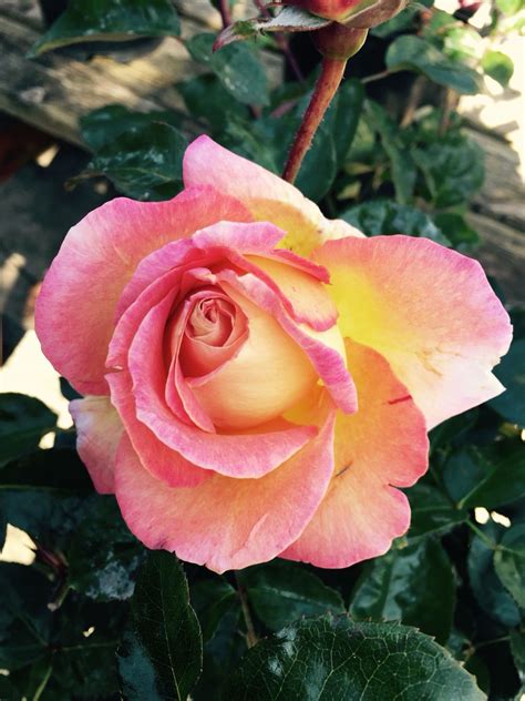 Elle Rose This Rose Has A Scent To Make Any Knees Weak Imagine A Smell