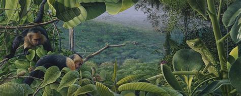 This layer is generally structured with trees and shrubs with heights ranging between 20 to 60 feet. Rainforest Canopy | Artists for Conservation