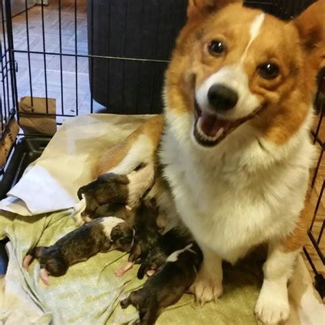 Corgi Smiling With Pride Over Her New Puppies Imgur