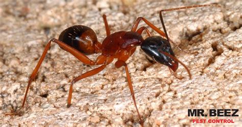 Since 2001, we have been providing the best local pest control in red bluff, ca to homeowners just like you. Here are Three Common Desert Pests and What We Recommend ...