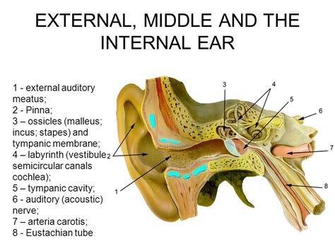 Human Ear Structure And Anatomy Online Biology Notes Human Ear