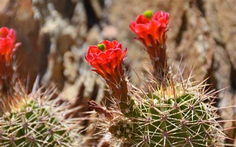 Among the distinguishing features of bugs are the mouthparts. Echinocereus coccineus, Scarlet Hedgehog Cactus, Southwest ...